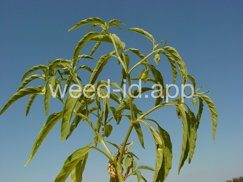 groundcherry, longleaf